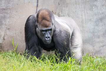 Western Lowland Gorilla © Lucas