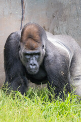 Western Lowland Gorilla © Lucas