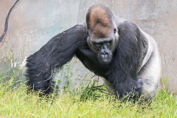Western Lowland Gorilla © Lucas