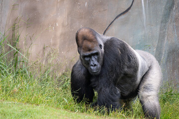 Western Lowland Gorilla © Lucas