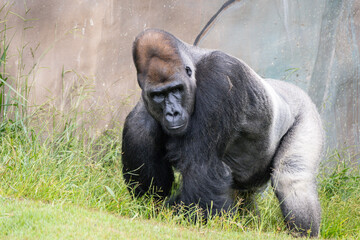 Western Lowland Gorilla © Lucas