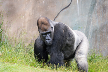 Western Lowland Gorilla © Lucas