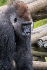 Fototapeta premium Western Lowland Gorilla