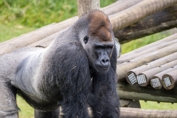 Western Lowland Gorilla © Lucas