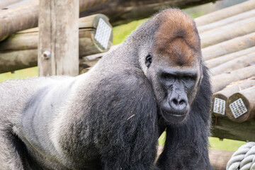 Western Lowland Gorilla © Lucas