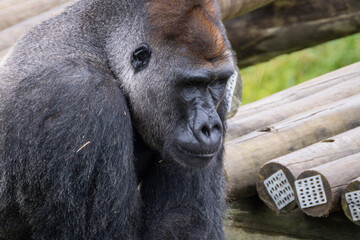 Western Lowland Gorilla © Lucas