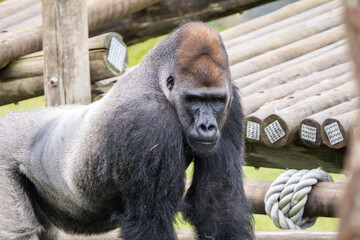 Western Lowland Gorilla © Lucas