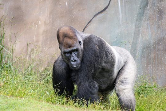 Western Lowland Gorilla