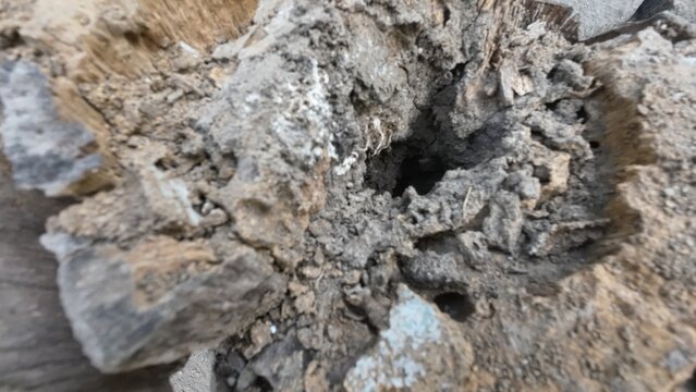 Close-up of a severely decaying wood stump with a deep hole and rough texture, showing signs of rot or termite damage.