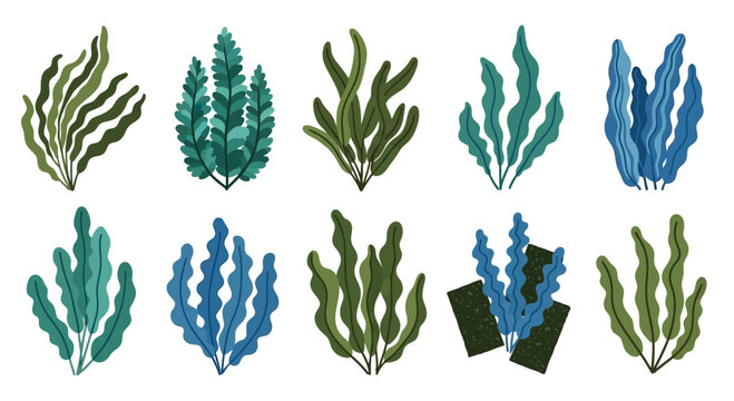Set of various colorful seaweed and algae illustrations, underwater plants, isolated on white background