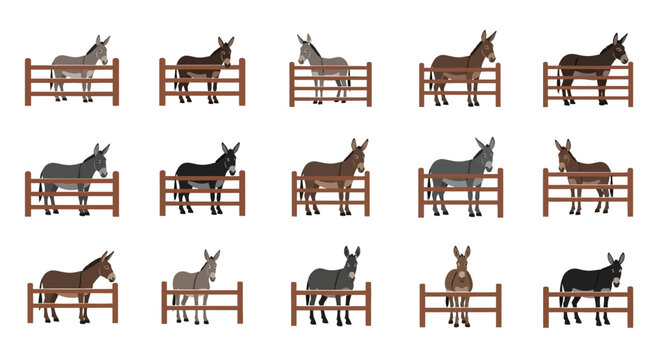 Set of Various Donkeys Standing Behind Wooden Fences
