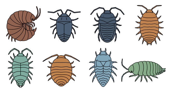 Set of Various Woodlice Isopods Illustrations