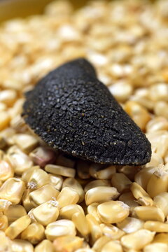 Cornmeal mush pastry served on ears of corn of various colors.