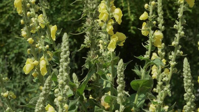 Tall stalks of orange mullein adorned with bright yellow blossoms stand nearly motionless in warm summer sunlight. Ideal for botanical archives, herbal medicine guides, and educational nature videos.