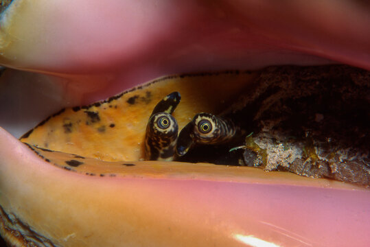 Closeup of the eyes of a Queen Conch underwater, Strombus gigas