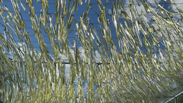 Golden Silver Metallic Ribbons Shimmering in Sunlight Celebration