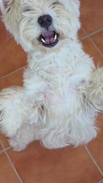 Slow motion close up of a cute West Highland White Terrier dog trying to catch a treat in the air and missing. Funny pet fail, slow-mo indoor footage