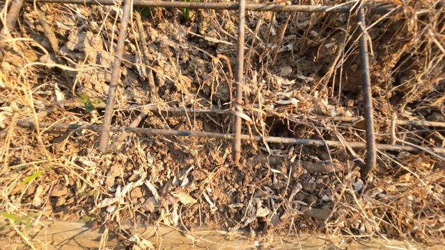 Close-up of a rusty metal wire mesh lying on dry soil covered with dead grass and dried leaves under warm sunlight.