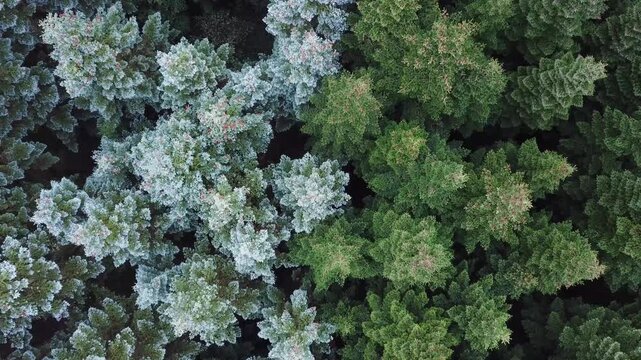 Flying over differently coloured firs in autumn, Northern Europe