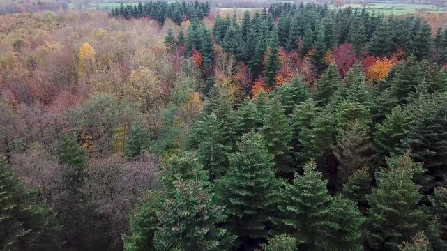 Flying over a colorful mixed woodland in late autumn, Europe