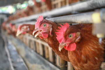 rooster in the farm © wildan