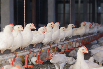 white chicken in the farm © wildan