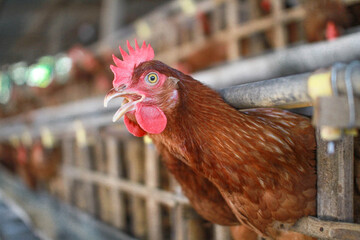rooster in the farm © wildan