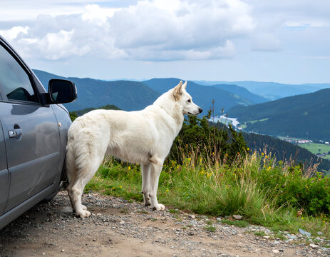 White German Shepherd dog standing next to a silver car parked on a mountain overlook with lush green hills and a valley under a cloudy sky. Travel concept.