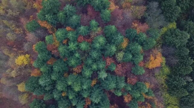 Flying over a colorful mixed woodland in late autumn, Europe