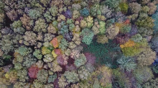 Flying over a colorful mixed woodland in late autumn, Europe