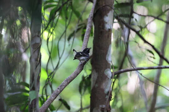 The dot-backed antbird (Hylophylax punctulatus) is a species of bird in subfamily Thamnophilinae of family Thamnophilidae. This photo was taken in Colombia.