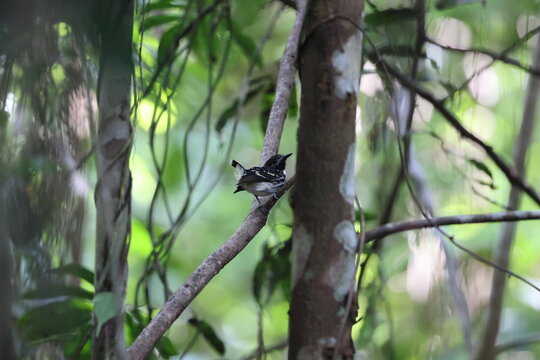 The dot-backed antbird (Hylophylax punctulatus) is a species of bird in subfamily Thamnophilinae of family Thamnophilidae. This photo was taken in Colombia.