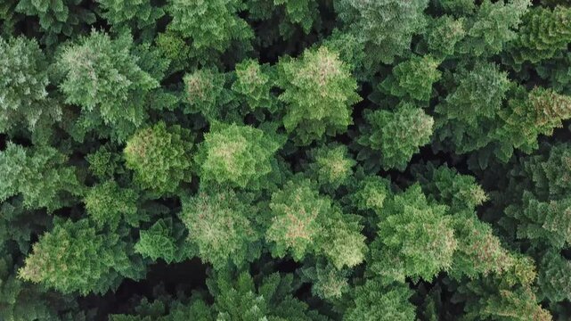 Flying over a dense coniferous forest in autumn, Northern Europe