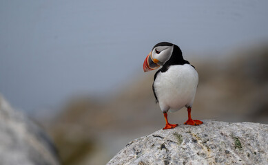 Fototapeta premium Atlantic Puffin on rock