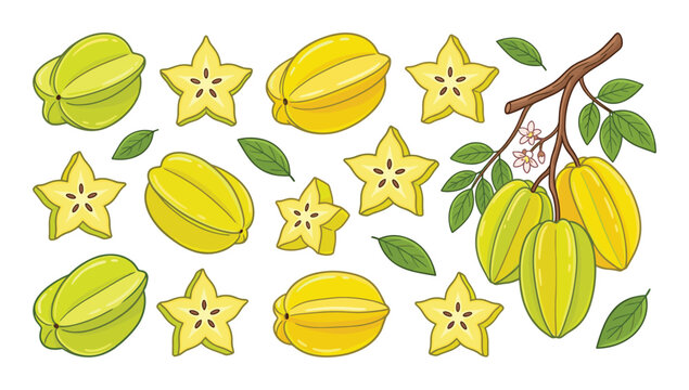 Starfruit vector set with whole fruit, star-shaped slices and leaves.