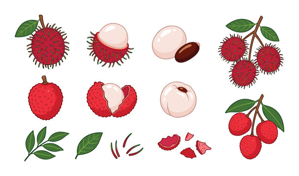 Tropical fruit set featuring rambutan and lychee vector illustrations