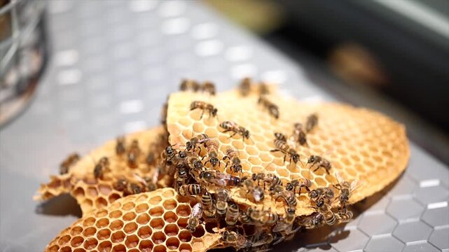 Honey bees start working with the arrival of spring.