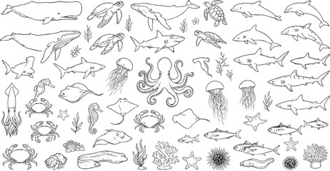 Hand drawn doodle set of various marine life, ocean animals, fish, sea creatures, coral reef plants, and underwater elements. © Jhuma Begum