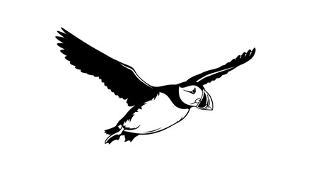 Fototapeta premium Black and white illustration of a puffin bird in flight with wings spread.