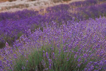 Obraz premium Lavender bushes close-up: Blooming purple english lavender (Lavandula angustifolia) at Bonnieheath Estate Lavender and Winery, Southern Ontario.