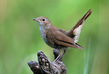 Fototapeta premium a beautiful nightingale in the wild against a green background
