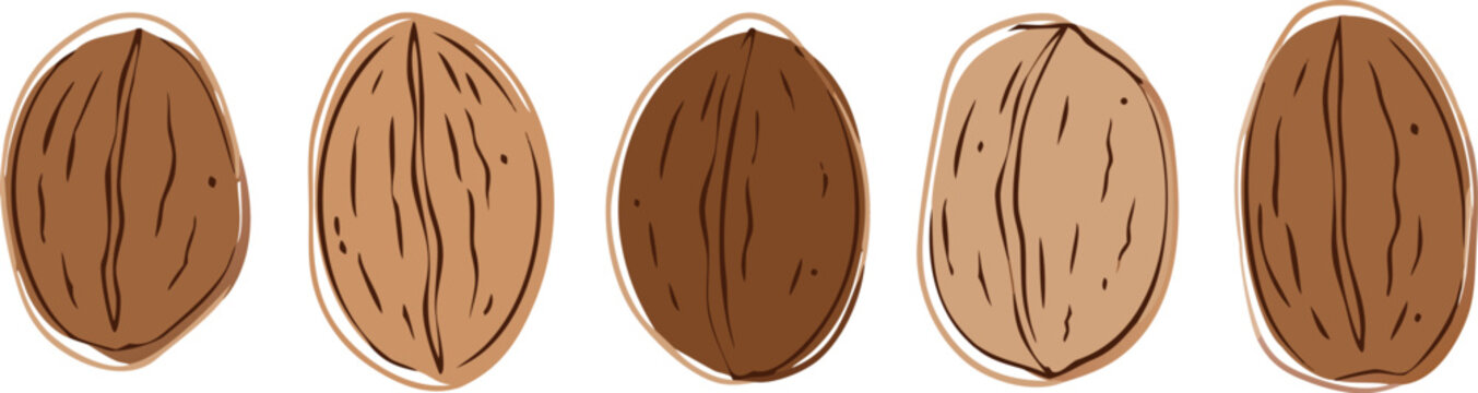 Hand-drawn vector set of whole pecan nuts in brown shades