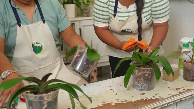 Florists pruning and cleaning potted orchid plants