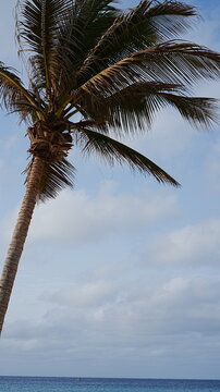 Tropical Palm Tree Leaning Over Blue Ocean in Sal, Cape Verde