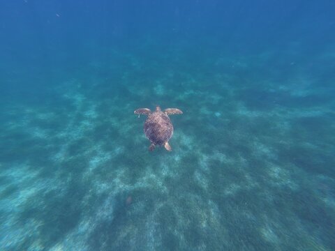 Sea turtle gliding through crystal clear tropical ocean water