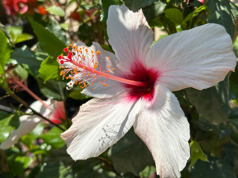 White Hibiscus Flower, closeup (lat.- Hibiscus)