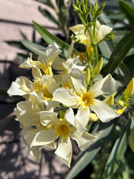 Beautiful blossom white Oleander (Nerium oleander)