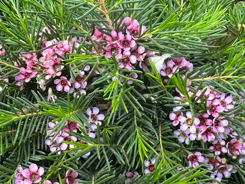 Flowering shrub Geraldton Wax (Chamelaucium uncinatum)