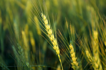 Obraz premium Beautiful ripening wheat spikes in field, closeup. Space for text