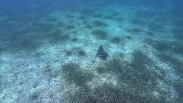 Southern stingray gliding across a sandy tropical seafloor